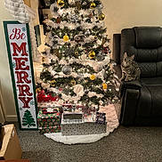Cole is registered to the contest to win money with this photo: christmas_tree, cat, tabby_cat, presents, wrapped_gifts, leather_recliner, carpet, holiday_decorations, ornaments, garland, indoor, furniture, festive, celebration, cozy, home_interior, sign, wall_art, curious_cat, lights
