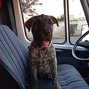 Baloo a rejoint le concours — aidez-le/la à gagner de superbes lots ! dog, puppy, brindle, car_interior, car_seat, window, vehicle, tongue_out, playful, pet, animal, sitting, seat, inside, daylight, door, steering_wheel, collar, cute, young_dog