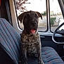 dog, puppy, brindle, car_interior, car_seat, window, vehicle, tongue_out, playful, pet, animal, sitting, seat, inside, daylight, door, steering_wheel, collar, cute, young_dog