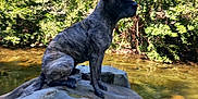 Baloo participe au concours pour gagner de l'argent avec cette photo : dog, brindle, rock, stream, water, trees, nature, outdoor, animal, canine, sitting, forest, sunlight, shade, river, wildlife, pet, mammal, scenery, daytime