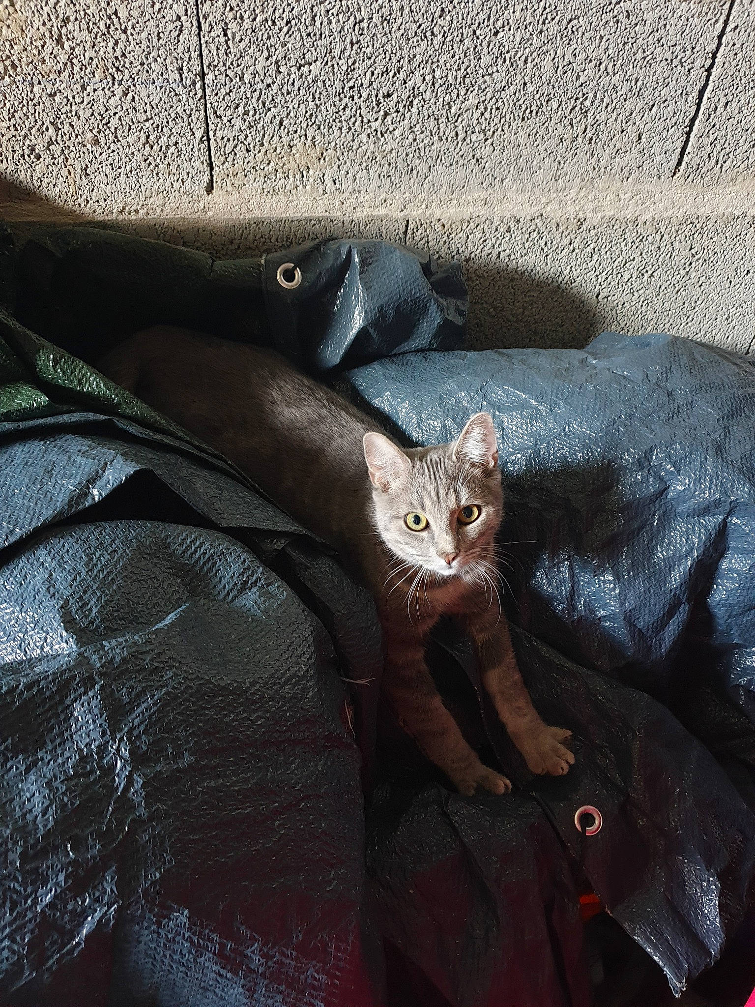 Pinguy a rejoint le concours — aidez-le/la à gagner de superbes lots ! cat, hand, leg