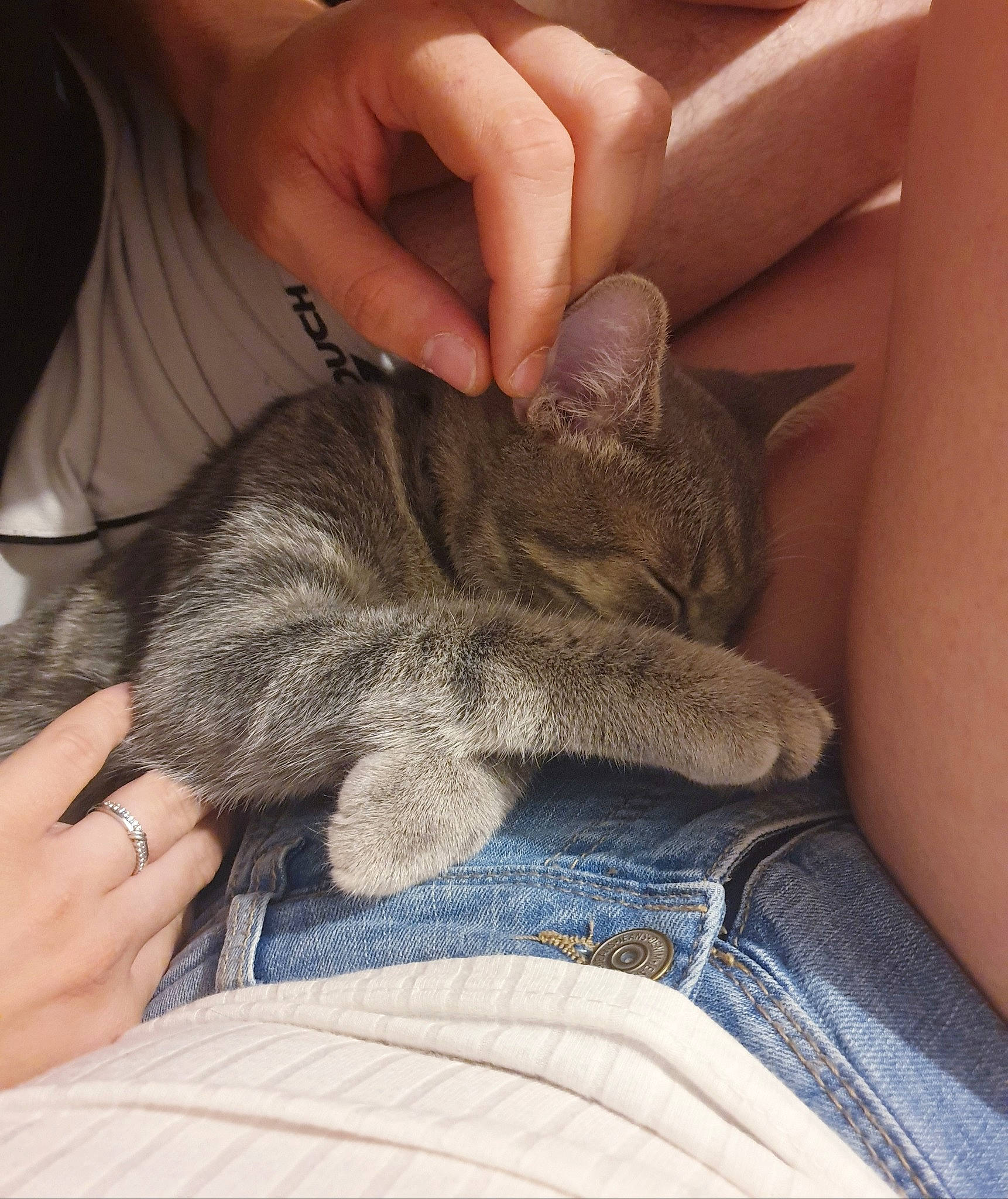 Pinguy a rejoint le concours — aidez-le/la à gagner de superbes lots ! arm, asian, carnivore, cat, claw, domestic_short_haired_cat, dragon_li, ear, european_shorthair, fawn, felidae, gesture, hand, kitten, leg, nap, skin, small_to_medium_sized_cats, whiskers