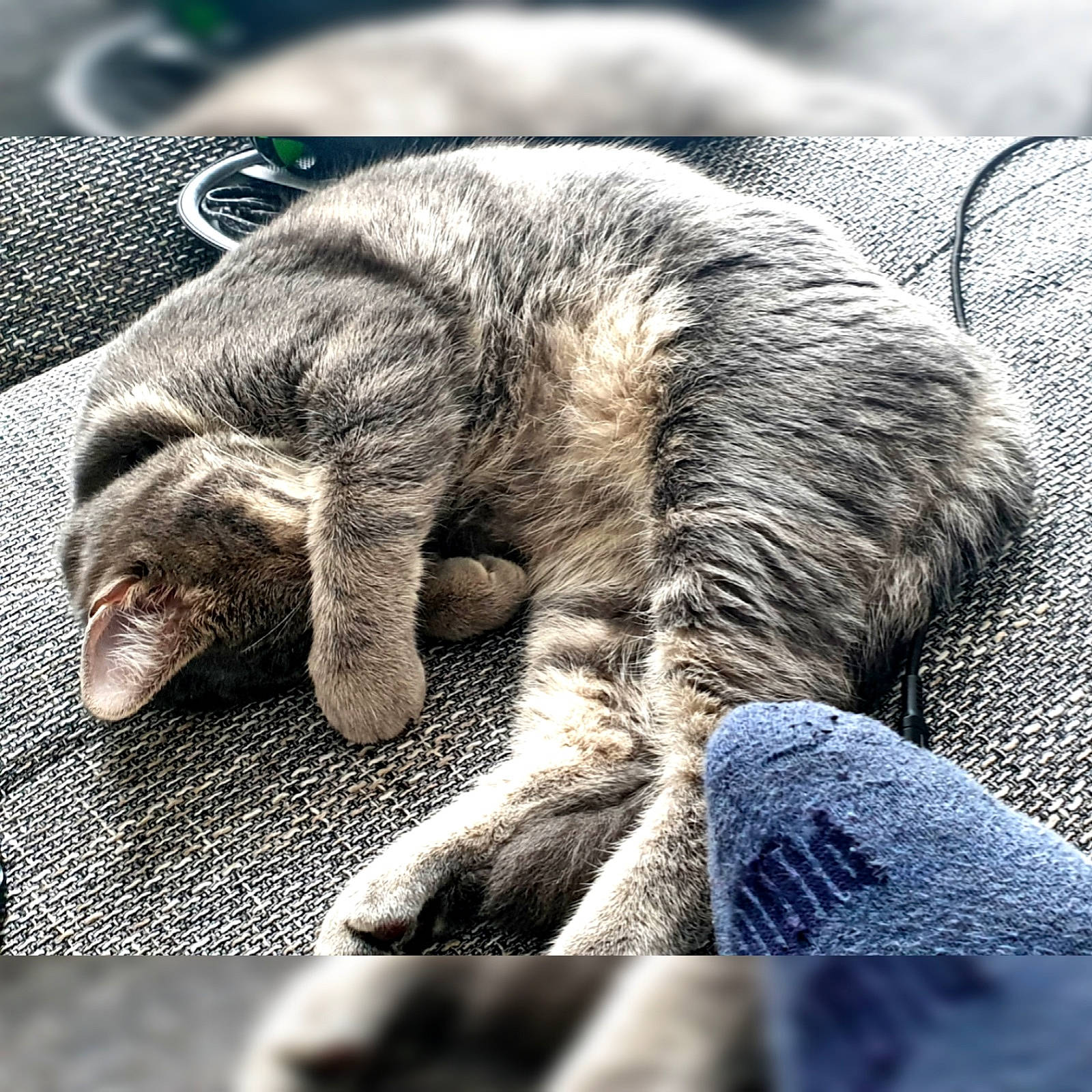 Pinguy participe au concours pour gagner de l'argent avec cette photo : asian, carnivore, cat, claw, comfort, domestic_short_haired_cat, dragon_li, ear, european_shorthair, felidae, fur, kitten, nap, paw, sleep, small_to_medium_sized_cats, snout, tabby_cat, whiskers