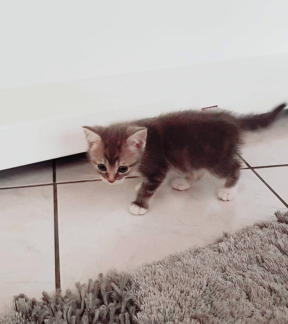 Country a rejoint le concours — aidez-le/la à gagner de superbes lots ! asian, carnivore, cat, domestic_short_haired_cat, dragon_li, european_shorthair, fawn, felidae, fur, kitten, maine_coon, mammal, paw, polydactyl_cat, small_to_medium_sized_cats, tabby_cat, tail, whiskers