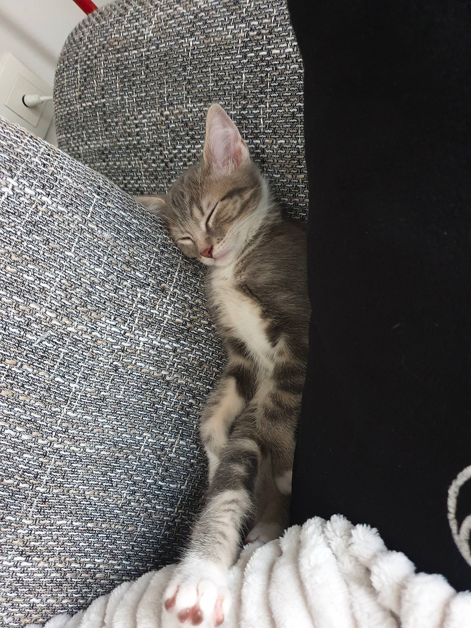 Country a rejoint le concours — aidez-le/la à gagner de superbes lots ! american_shorthair, american_wirehair, asian, california_spangled, carnivore, cat, cat_bed, domestic_short_haired_cat, dragon_li, egyptian_mau, european_shorthair, fawn, felidae, fur, kitten, mammal, nap, small_to_medium_sized_cats, tabby_cat, whiskers