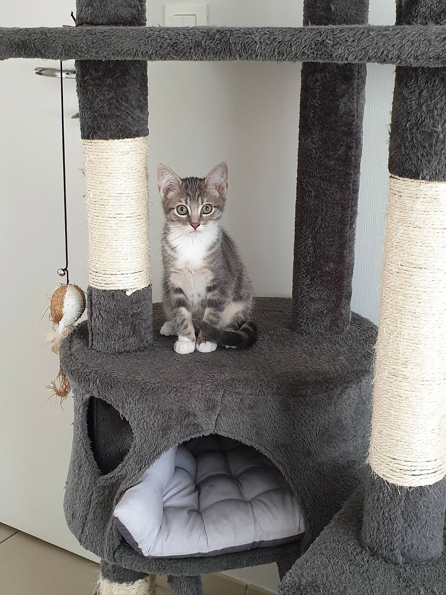 Country participe au concours pour gagner de l'argent avec cette photo : american_shorthair, asian, british_shorthair, carnivore, cat, cat_furniture, domestic_short_haired_cat, european_shorthair, felidae, grey, interior_design, kitten, paw, polydactyl_cat, small_to_medium_sized_cats, tabby_cat, whiskers