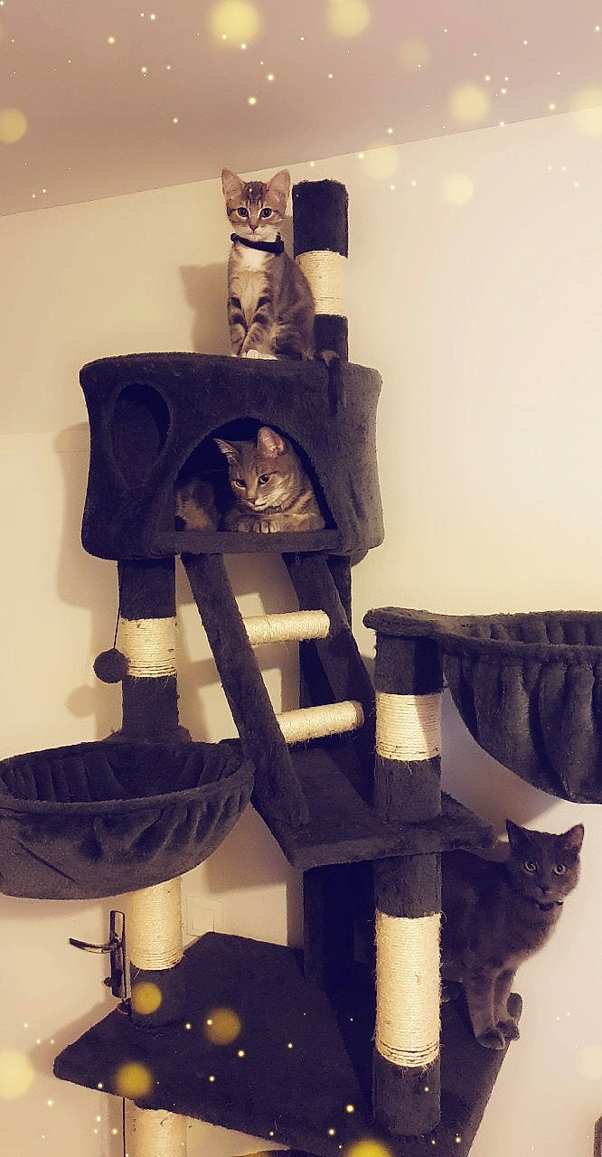 Mes Kinder participe au concours pour gagner de l'argent avec cette photo : art, cat, felidae, fur, kitten, sculpture, small_to_medium_sized_cats