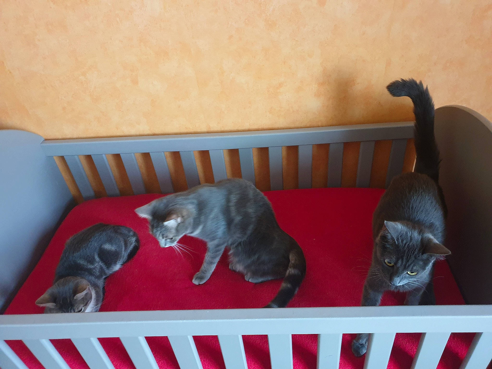 Mes Kinder participe au concours pour gagner de l'argent avec cette photo : carnivore, cat, chartreux, domestic_short_haired_cat, felidae, russian_blue, small_to_medium_sized_cats, tail, whiskers