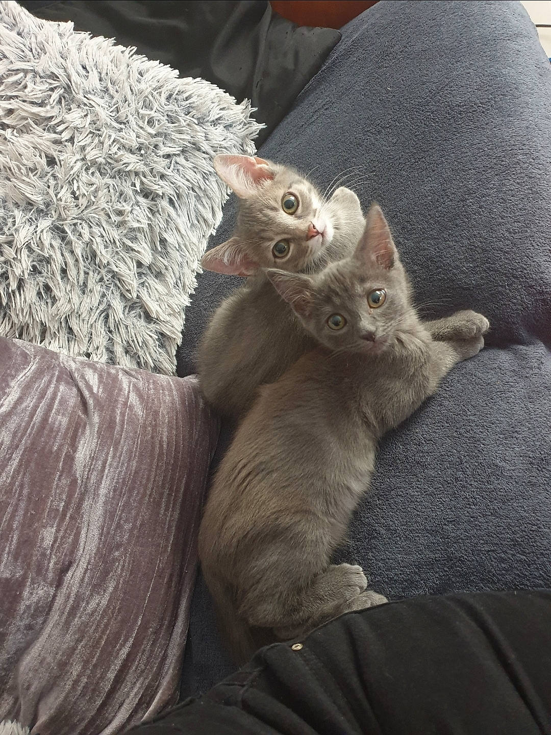 Bueno Et Pinguy participe au concours pour gagner de l'argent avec cette photo : carnivore, cat, fawn, felidae, fur, kitten, russian_blue, small_to_medium_sized_cats, vertebrate, whiskers