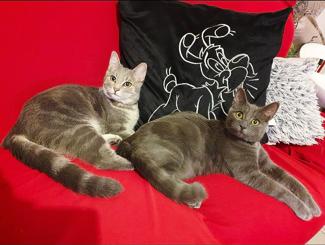 Bueno Et Pinguy participe au concours pour gagner de l'argent avec cette photo : asian, australian_mist, british_shorthair, carnivore, cat, chartreux, domestic_short_haired_cat, dragon_li, european_shorthair, felidae, german_rex, kitten, mammal, pixie_bob, small_to_medium_sized_cats, tabby_cat, vertebrate, whiskers