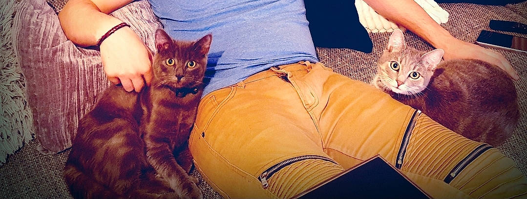 Bueno Et Pinguy a rejoint le concours — aidez-le/la à gagner de superbes lots ! american_shorthair, arabian_mau, asian, carnivore, cat, domestic_short_haired_cat, european_shorthair, fawn, felidae, fur, german_rex, kitten, leg, mammal, pixie_bob, small_to_medium_sized_cats, tabby_cat, vertebrate, whiskers