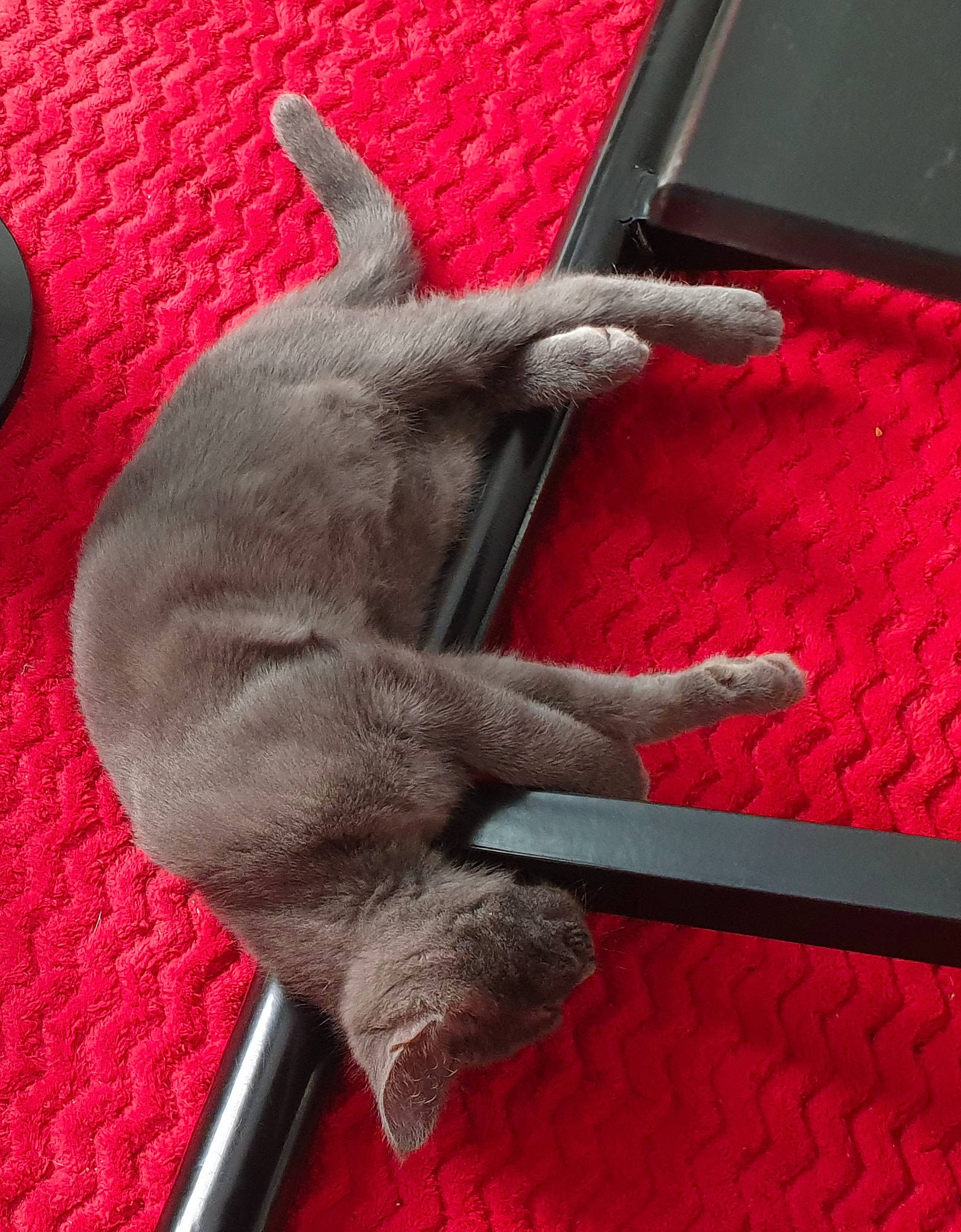 Bueno a rejoint le concours — aidez-le/la à gagner de superbes lots ! british_shorthair, carnivore, cat, chartreux, claw, fawn, felidae, hand, korat, paw, red, russian_blue, small_to_medium_sized_cats, snout, tail