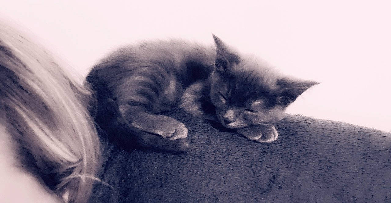 Bueno a rejoint le concours — aidez-le/la à gagner de superbes lots ! black_and_white, british_semi_longhair, carnivore, cat, domestic_long_haired_cat, ear, felidae, fur, kitten, maine_coon, nap, nebelung, norwegian_forest_cat, ragamuffin, ragdoll, sky, sleep, small_to_medium_sized_cats, snout, whiskers