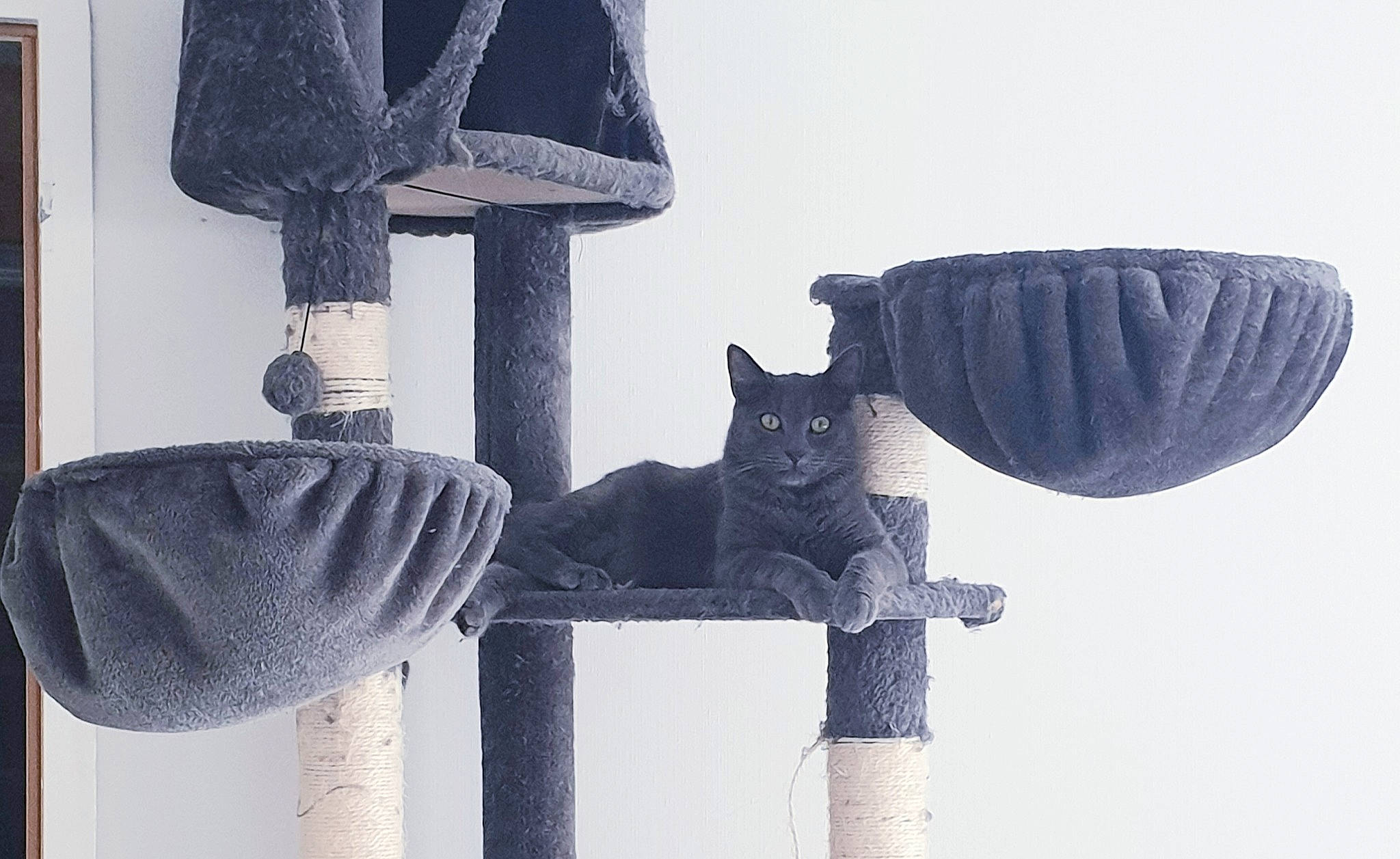 Bueno a rejoint le concours — aidez-le/la à gagner de superbes lots ! black, black_and_white, black_cat, british_shorthair, carnivore, cat, chartreux, curtain, domestic_short_haired_cat, felidae, grey, interior_design, leg, russian_blue, small_to_medium_sized_cats, textile, whiskers, white, window, window_treatment