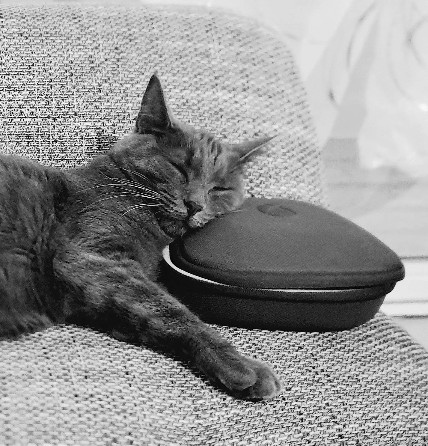 Bueno a rejoint le concours — aidez-le/la à gagner de superbes lots ! asian, black, black_and_white, black_cat, carnivore, cat, chartreux, domestic_short_haired_cat, dragon_li, european_shorthair, felidae, kitten, korat, monochrome, paw, photography, small_to_medium_sized_cats, snout, tabby_cat, whiskers