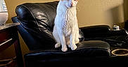 Cotton joined the competition — help win amazing prizes! cat, orange_and_white, leather_chair, indoor, pet_portraits, wall_art, yellow_wall, table, can, cozy, feline, sitting, furniture, domestic_animal, portrait, resting, cute, household, relaxed, living_room