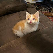 Cotton joined the competition — help win amazing prizes! kitten, cat, orange_and_white, blue_eyes, couch, brown, indoor, pet, furniture, curious, small, cute, young, animal, looking_up, chair, shoe, bottle, carpet, room