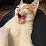 Cotton joined the competition — help win amazing prizes! cat, feline, orange_and_white, yawning, tongue_out, whiskers, pet, indoor, lap, relaxed, fur, closeup, animal, cute, sleepy, mouth_open, person, legs, carpet, home