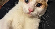 Cotton is registered to the contest to win money with this photo: animal, cat, close_up, curious, cute, domestic_cat, eyes, face, feline, fur, indoor, lap, mammal, orange_and_white, pet, pink_nose, portrait, relaxed, whiskers