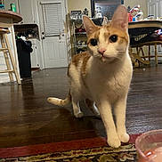 Cotton joined the competition — help win amazing prizes! cat, orange_and_white, curious, indoor, kitchen, wood_floor, rug, furniture, table, chair, door, cabinet, drink, glass, pet, animal, whiskers, floor, home, domestic