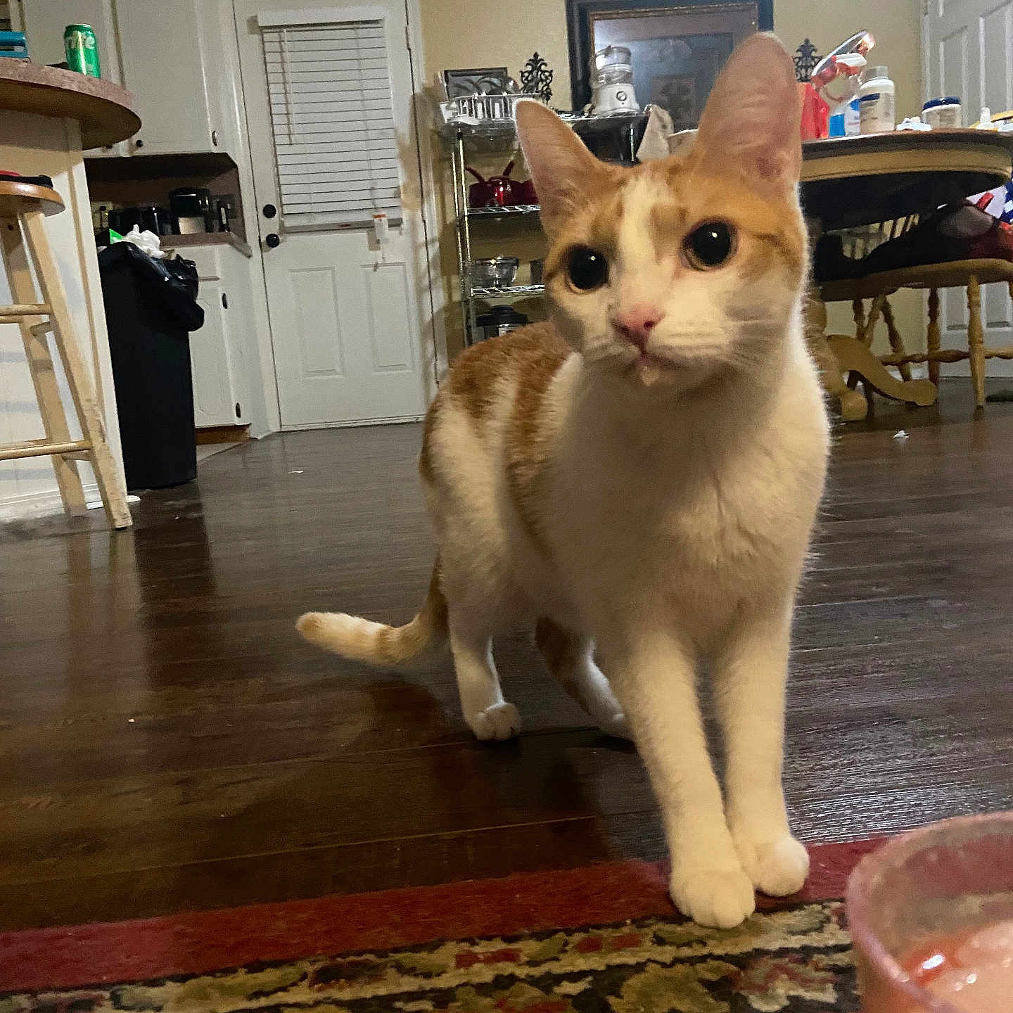 Cotton joined the competition — help win amazing prizes! cat, orange_and_white, curious, indoor, kitchen, wood_floor, rug, furniture, table, chair, door, cabinet, drink, glass, pet, animal, whiskers, floor, home, domestic