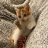 Cotton is registered to the contest to win money with this photo: kitten, cat, orange_and_white, fluffy_blanket, toy, scrunchie, playful, paws, pet, cute, young, fur, indoor, cozy, small, animal, resting, soft_texture, domestic, feline