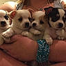 puppies, dog, cute, pets, animal, indoor, person, holding, arms, closeup, small, young, fur, adorable, home, wall, picture_frame, portrait, companionship, friendship