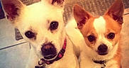 Charlie is registered to the contest to win money with this photo: dog, small_dog, chihuahua, pet, two_dogs, looking_up, collar, indoor, floor_tile, brown_and_white, white_dog, cute, animal, ears_up, face, eyes, companion, domestic_animal, friendship, alert