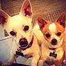 dog, small_dog, chihuahua, pet, two_dogs, looking_up, collar, indoor, floor_tile, brown_and_white, white_dog, cute, animal, ears_up, face, eyes, companion, domestic_animal, friendship, alert