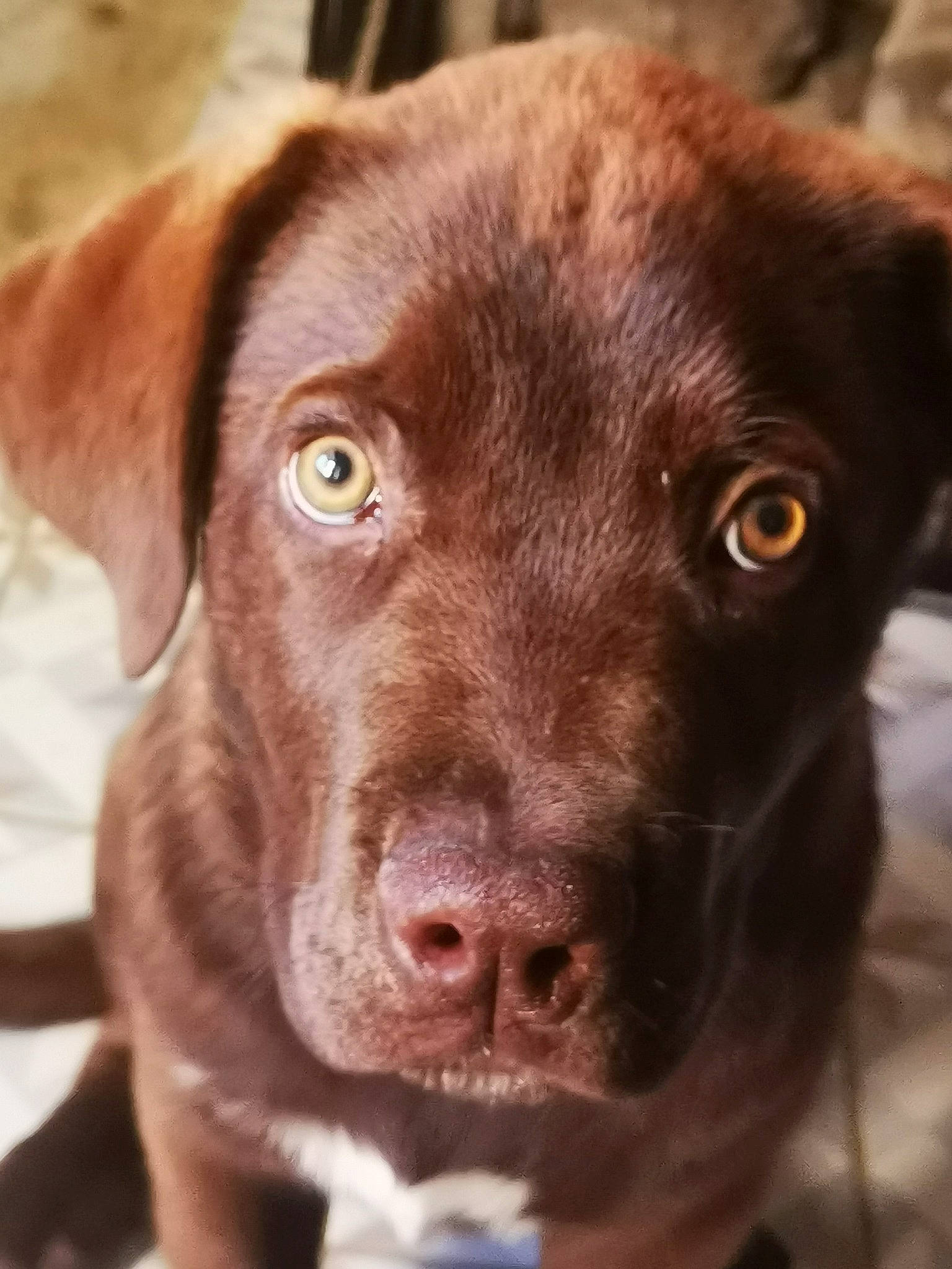 Youtou participe au concours pour gagner de l'argent avec cette photo : borador, canidae, carnivore, companion_dog, dog, dog_breed, ear, fur, gun_dog, hunting_dog, liver, retriever, snout, sporting_group, whiskers, working_animal