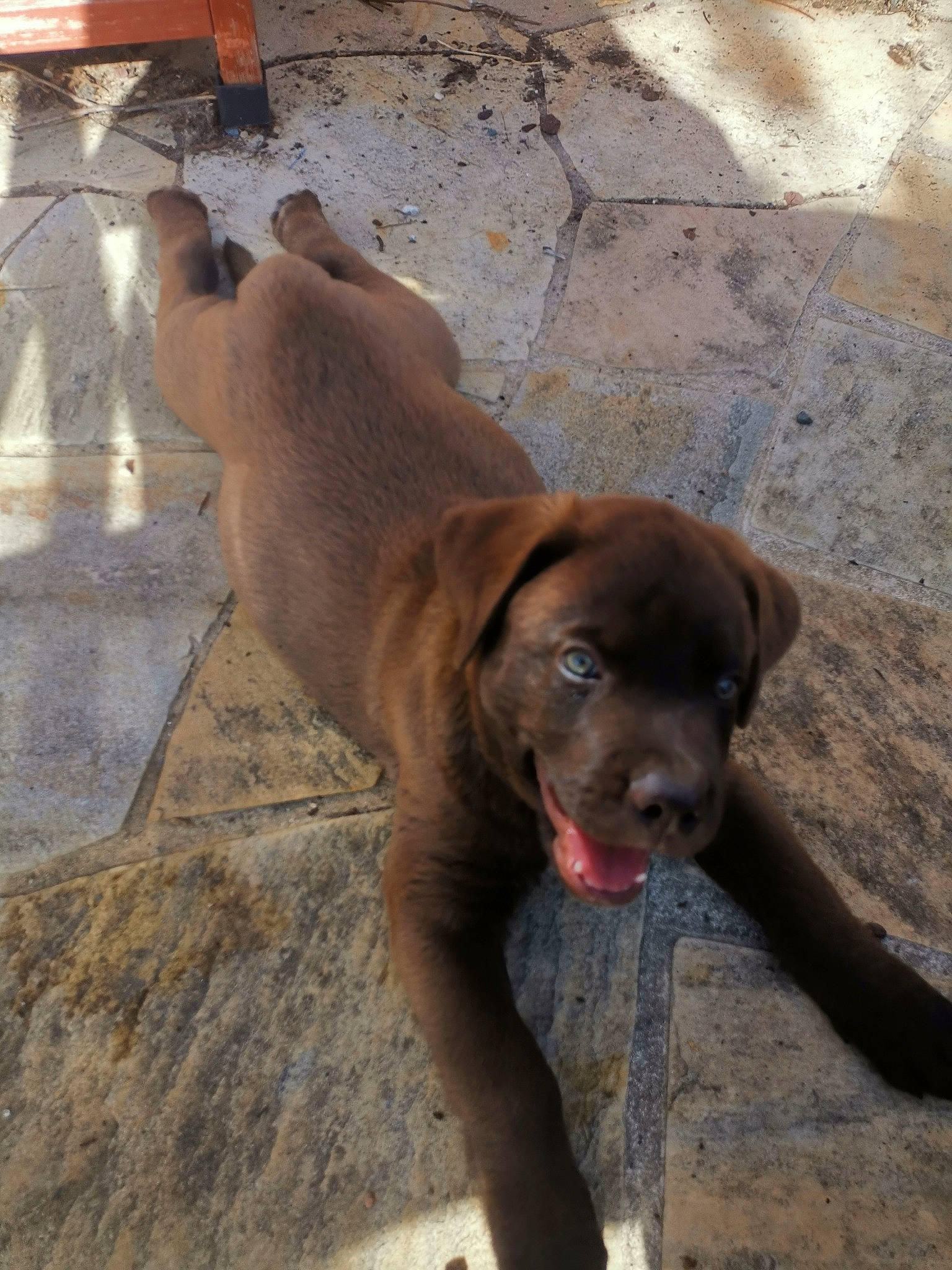 Youtou a rejoint le concours — aidez-le/la à gagner de superbes lots ! canidae, carnivore, collar, companion_dog, dog, dog_breed, dog_collar, eye, fawn, flooring, leash, liver, road_surface, shadow, sporting_group, street_dog, tail, terrestrial_animal, working_animal, wrinkle