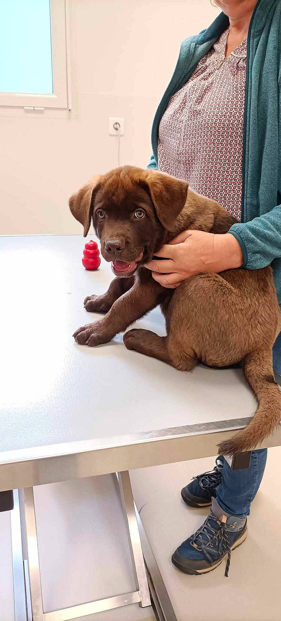 Youtou participe au concours pour gagner de l'argent avec cette photo : bathtub, carnivore, collar, comfort, companion_dog, dog, dog_breed, dog_collar, fawn, fur, gun_dog, liver, pet_supply, rectangle, sitting, sleeve, snout, sporting_group, table, working_animal