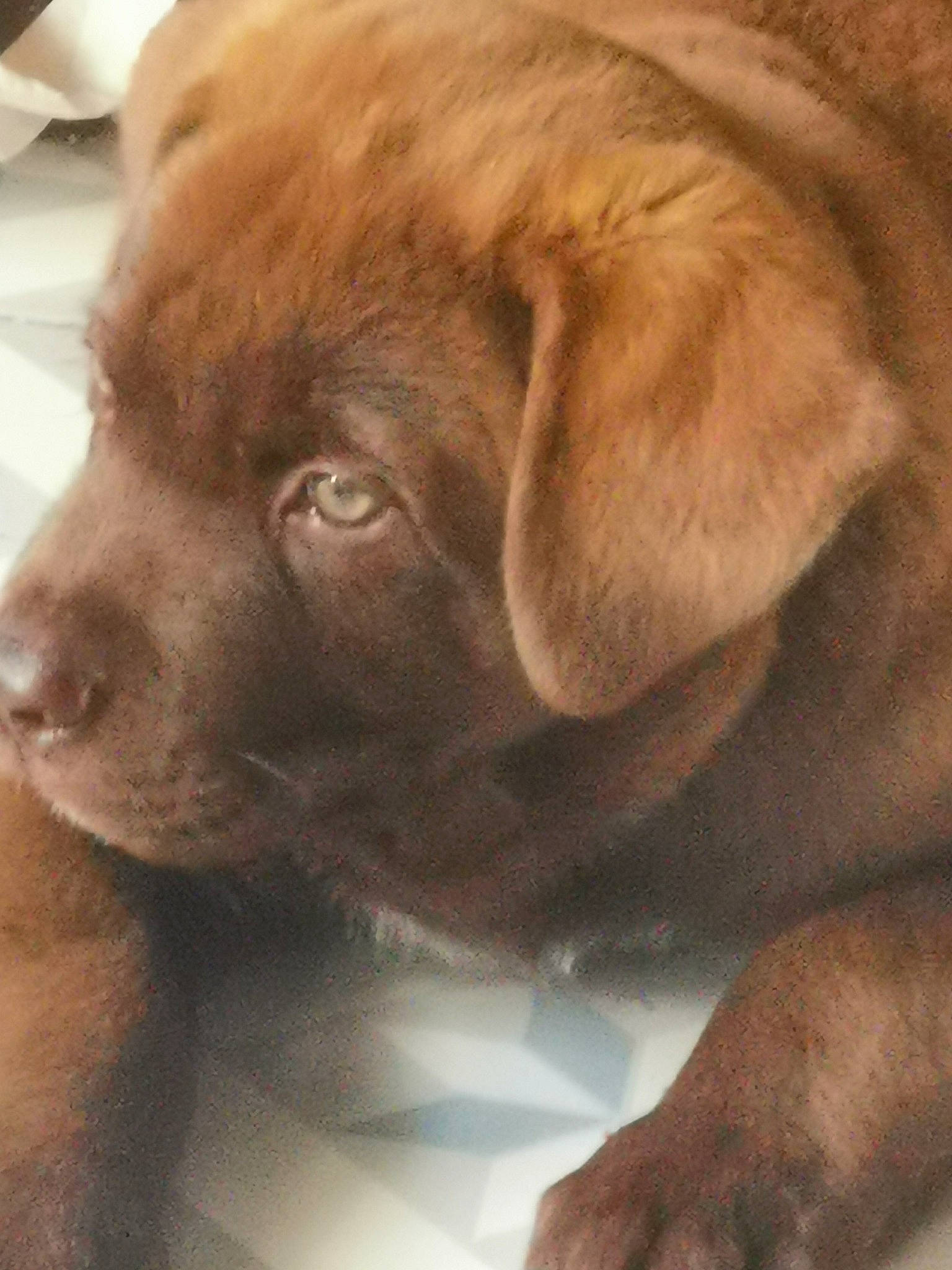 Youtou participe au concours pour gagner de l'argent avec cette photo : canidae, carnivore, comfort, companion_dog, dog, dog_breed, dog_collar, fawn, fur, giant_dog_breed, gun_dog, liver, snout, sporting_group, terrestrial_animal, whiskers, working_animal, wrinkle