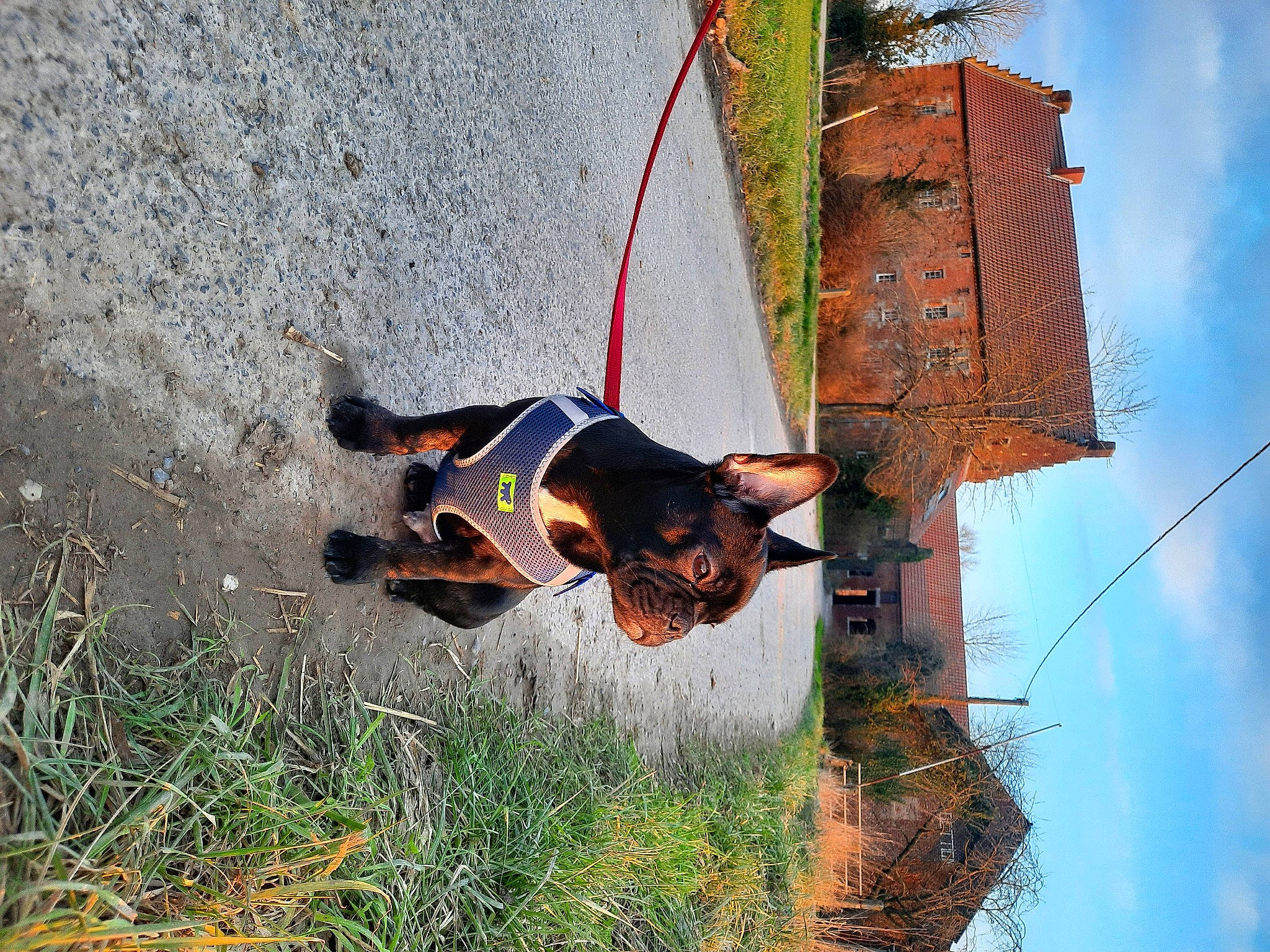 Taiko participe au concours pour gagner de l'argent avec cette photo : adventure, canidae, carnivore, cloud, collar, dog, dog_breed, dog_supply, fawn, fun, grass, landscape, plant, recreation, sky, tree, trunk, twig, window, wood