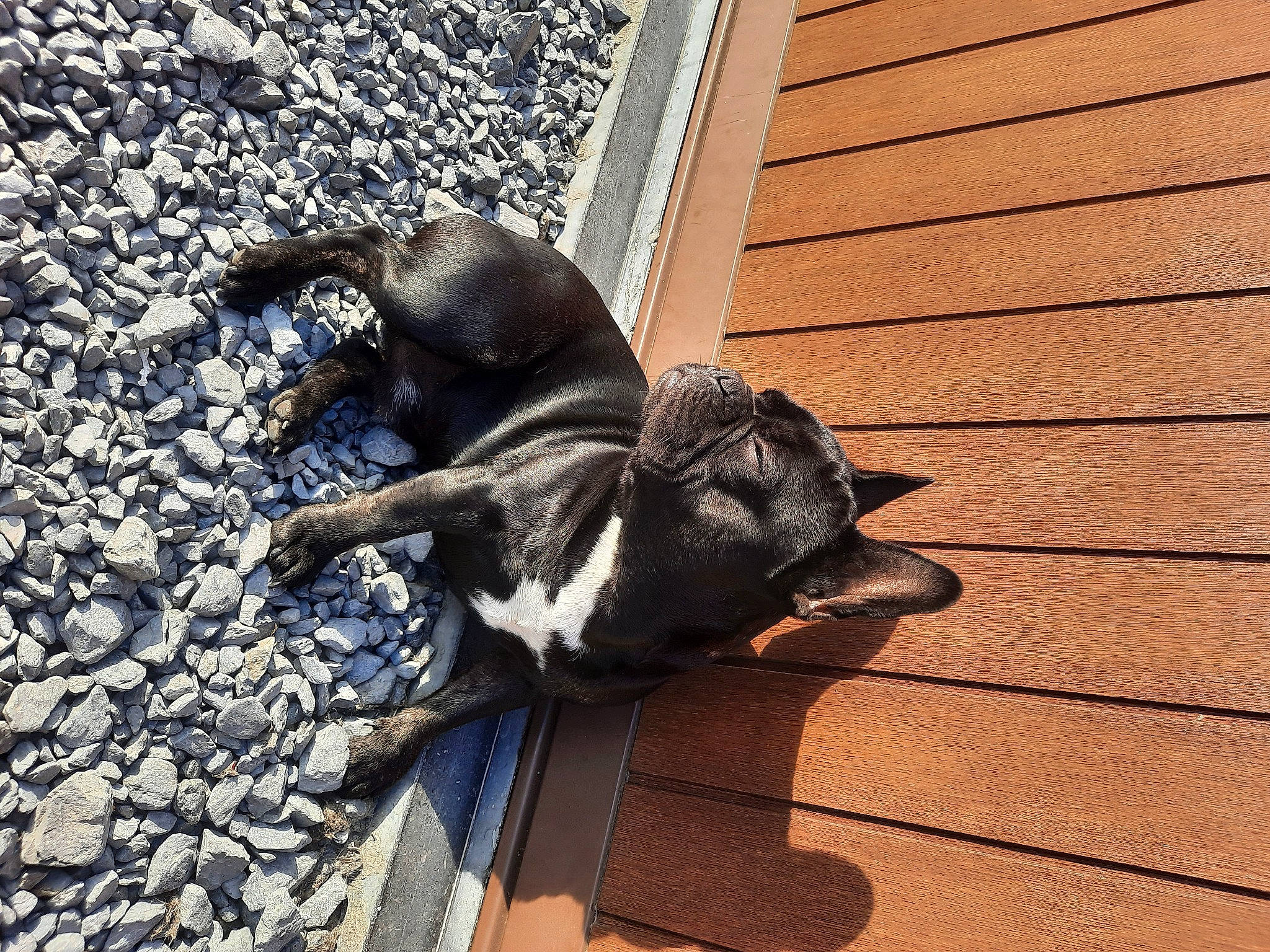 Taiko a rejoint le concours — aidez-le/la à gagner de superbes lots ! canidae, carnivore, comfort, companion_dog, dog, dog_breed, fawn, flooring, fur, hardwood, paw, shadow, snout, sporting_group, tail, terrestrial_animal, wood, working_animal