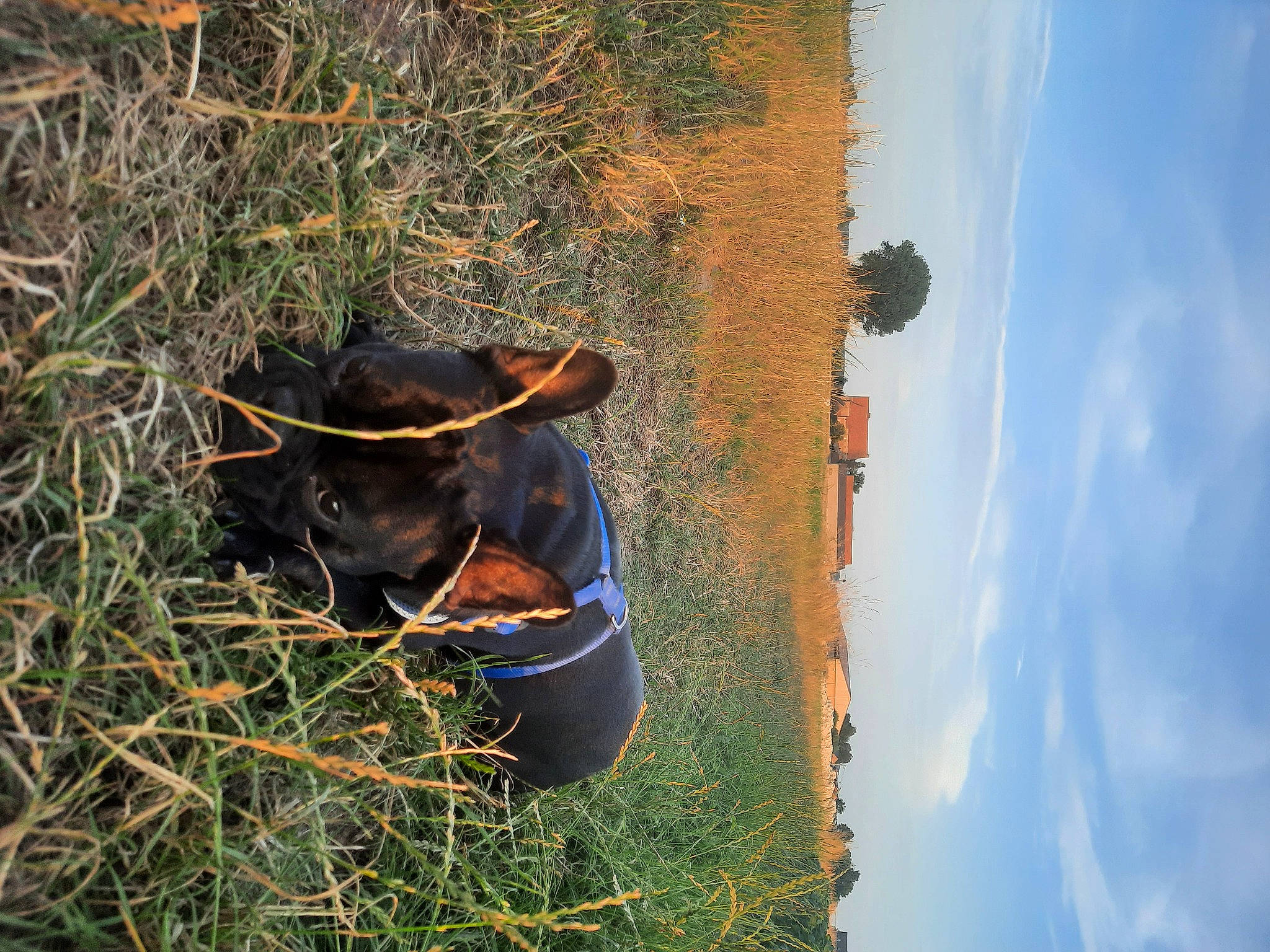 Taiko a rejoint le concours — aidez-le/la à gagner de superbes lots ! carnivore, cloud, dog_breed, fawn, grass, grassland, hat, landscape, natural_landscape, people_in_nature, plant, sky, snout, sporting_group, terrestrial_animal, tree, water, wildlife, wood, working_animal