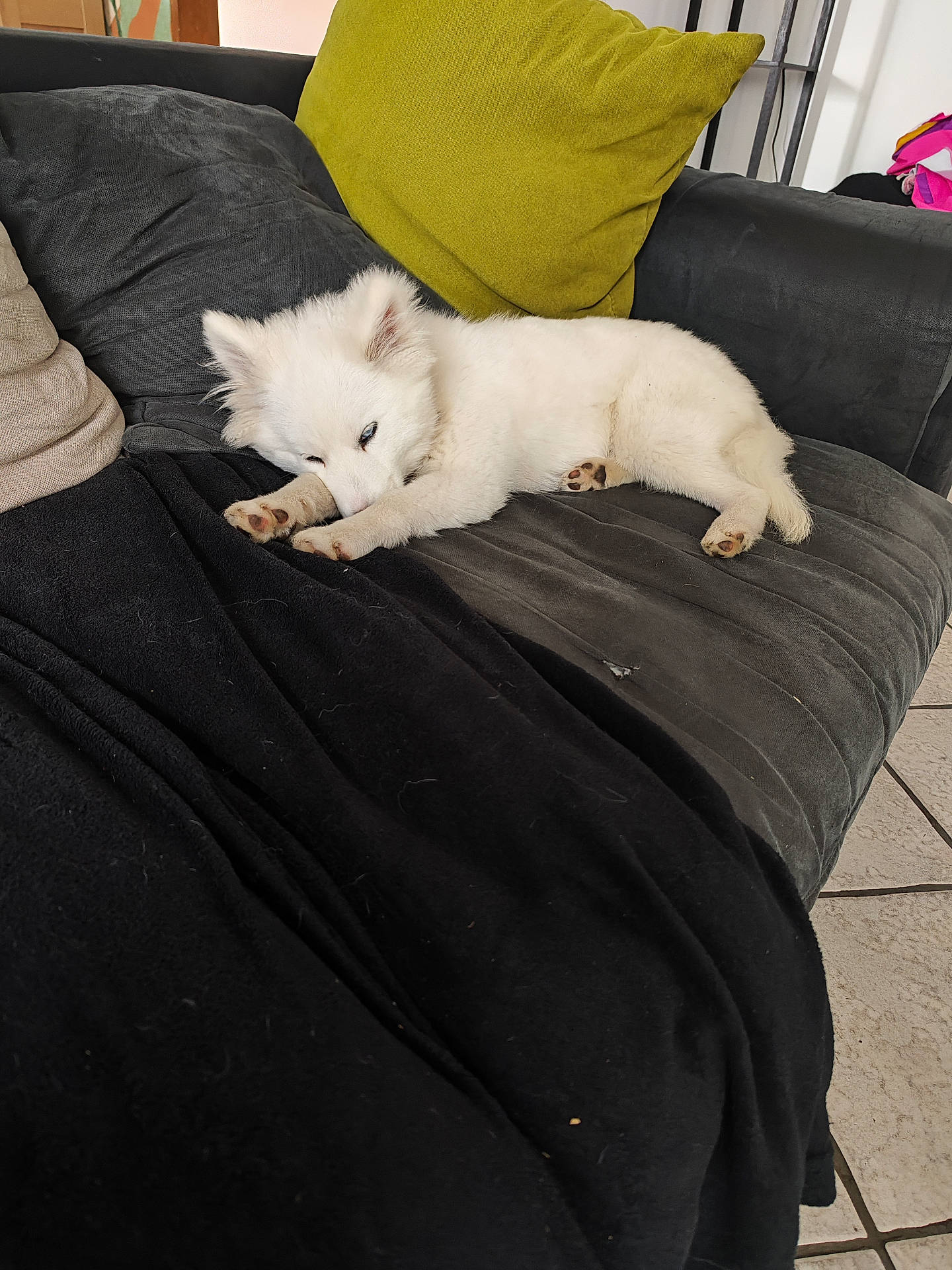 Alba
