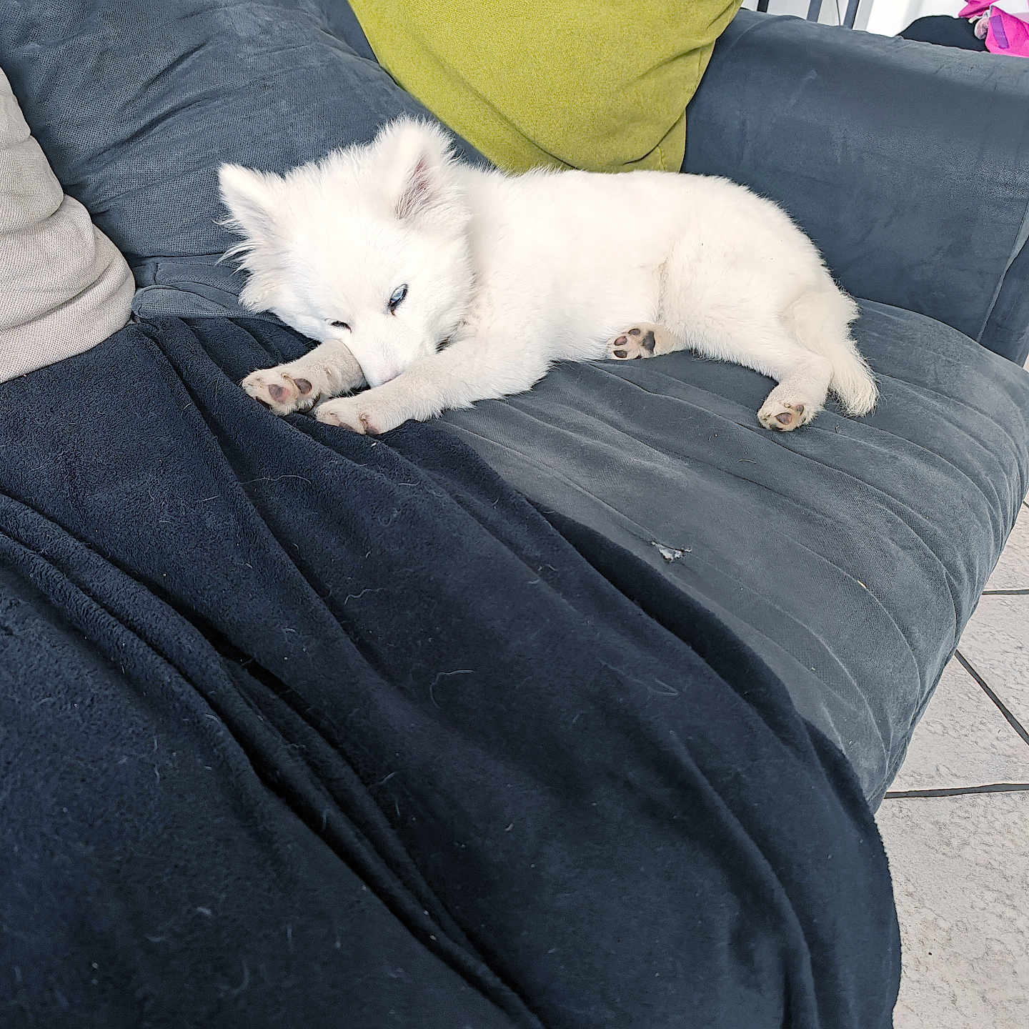 Alba