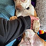Chief joined the competition — help win amazing prizes! dog, paw, hand, couch, blanket, pillow, fur, pet, animal, indoor, relaxed, brown, white, spotted, collar, friendly, human, comfort, closeup, interaction