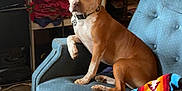 Chief is registered to the contest to win money with this photo: dog, couch, furniture, blanket, sitting, indoor, shelf, clothes, folded_clothes, polka_dot, brown_and_white, pet, living_room, carpet, colorful, patterned_blanket, domestic_animal, relaxed, household, cozy