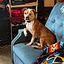 dog, couch, furniture, blanket, sitting, indoor, shelf, clothes, folded_clothes, polka_dot, brown_and_white, pet, living_room, carpet, colorful, patterned_blanket, domestic_animal, relaxed, household, cozy