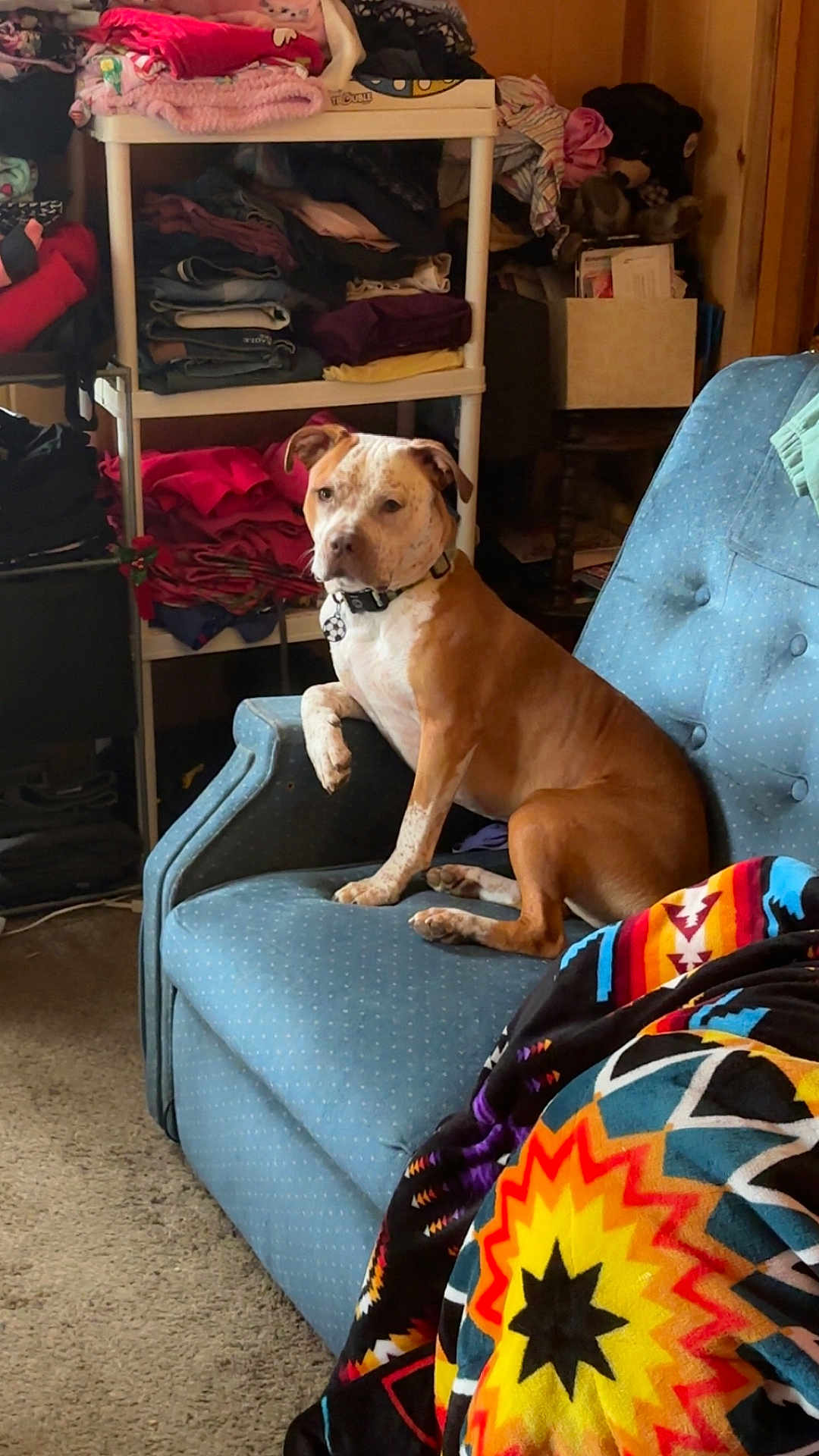Chief is registered to the contest to win money with this photo: dog, couch, furniture, blanket, sitting, indoor, shelf, clothes, folded_clothes, polka_dot, brown_and_white, pet, living_room, carpet, colorful, patterned_blanket, domestic_animal, relaxed, household, cozy