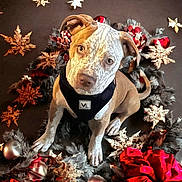 Chief joined the competition — help win amazing prizes! puppy, dog, holiday, festive, ribbons, ornaments, stars, decorations, black_harness, cute, curious, brown, white_spots, animal, pet, christmas, seasonal, indoors, adorable, background