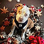 puppy, dog, holiday, festive, ribbons, ornaments, stars, decorations, black_harness, cute, curious, brown, white_spots, animal, pet, christmas, seasonal, indoors, adorable, background