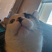 Dipper is registered to the contest to win money with this photo: cat, close_up, indoor, whiskers, black_and_white, pet, curious, feline, window, blinds, fur, animal, face, domestic, looking_up, ears, nose, soft_light, background
