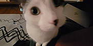 Dipper is registered to the contest to win money with this photo: cat, close_up, indoor, wide_angle, distorted_face, furniture, television, laptop, curious, pet, animal, ears, whiskers, eyes, couch, carpet, cord, home, black_and_white_cat, blurred_background