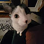 cat, close_up, indoor, wide_angle, distorted_face, furniture, television, laptop, curious, pet, animal, ears, whiskers, eyes, couch, carpet, cord, home, black_and_white_cat, blurred_background