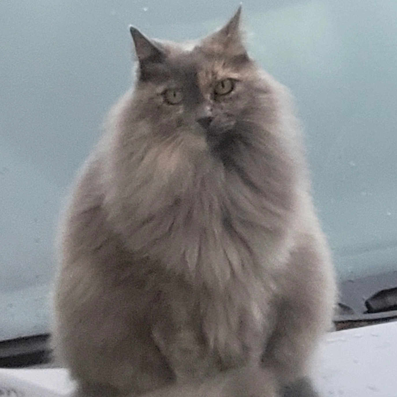 Païta a rejoint le concours — aidez-le/la à gagner de superbes lots ! animal, calm, car, cat, curious, cute, feline, fluffy, fur, gray, hood, outdoor, pet, portrait, rain, sitting, soft_focus, tail, whiskers, window