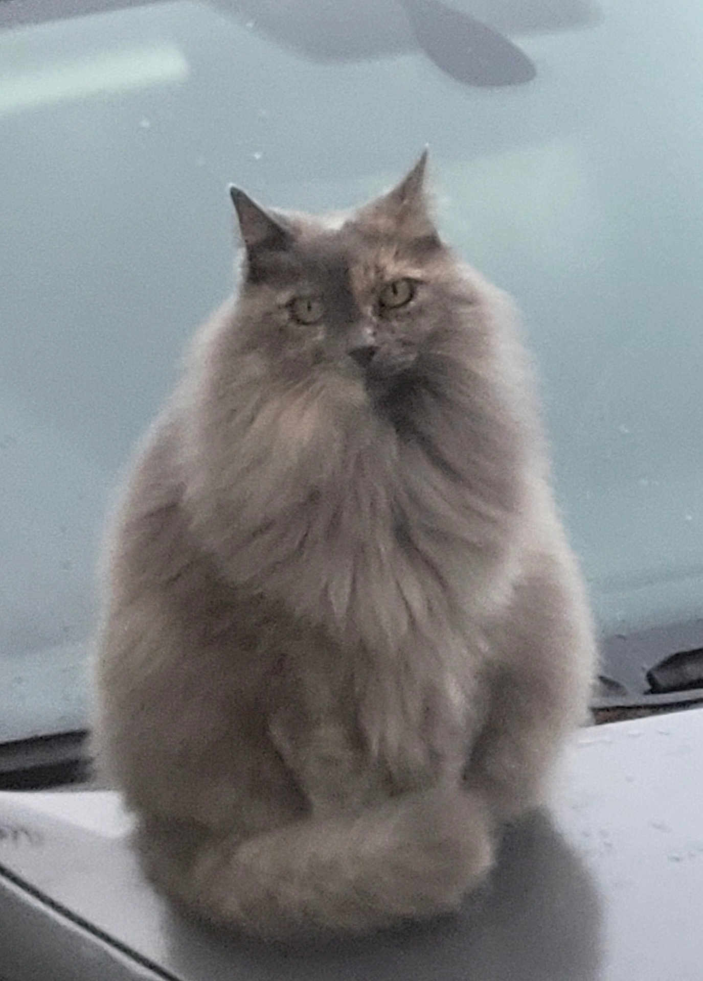 Païta a rejoint le concours — aidez-le/la à gagner de superbes lots ! cat, fluffy, animal, pet, car, hood, outdoor, fur, sitting, cute, portrait, feline, gray, curious, calm, whiskers, tail, window, rain, soft_focus