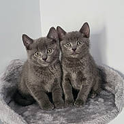 Luna And Odin is registered to the contest to win money with this photo: abyssinian, angora, animal, blackcat, brasssection, cat, egyptiancat, gray, horn, kitten, manx, musicalinstrument, pet, siamese, sink